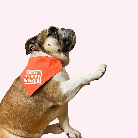 "Warning Sloppy Kisser" Orange Collar Bandana