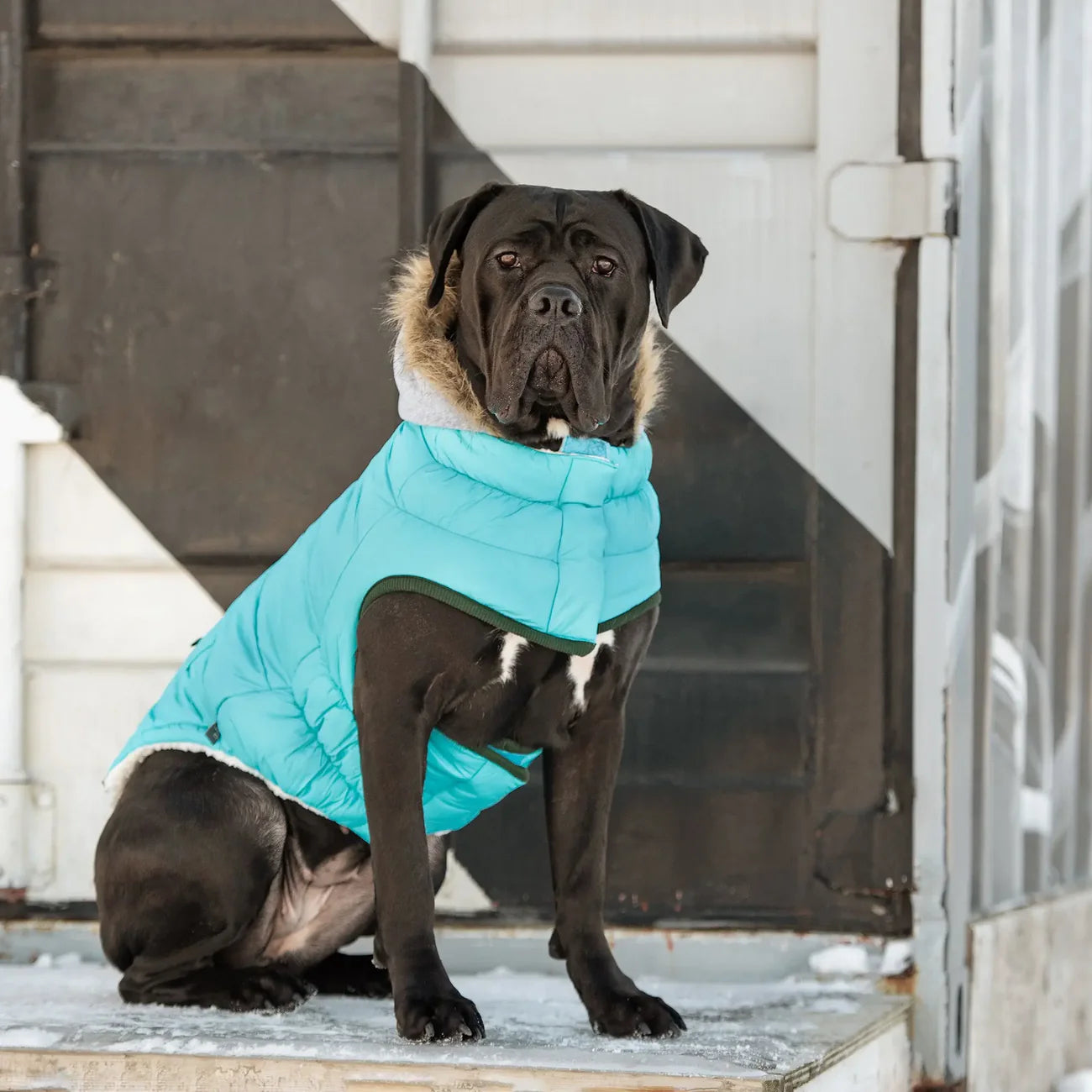 GF Pet  Winter Sailor Parka